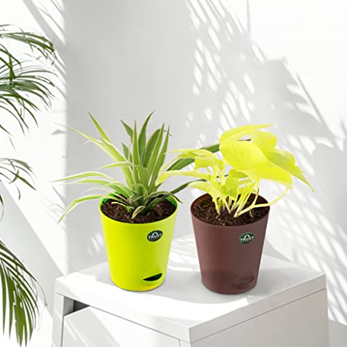 TrustBasket Spider Plant and Money Plant with Attractive Self Watering Pot Pot | Air Purifying Indoor Live Plant for Living Room, Home Decor & Workspace use.