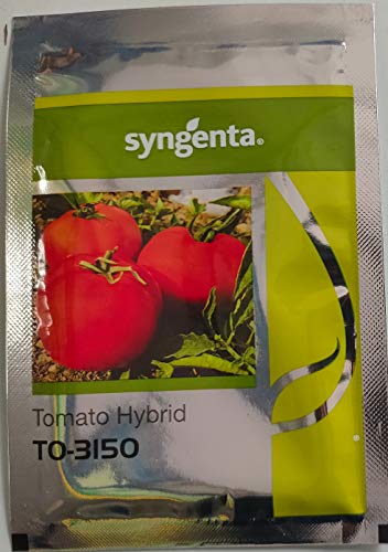 Syngenta TO-3150 Hybrid Tomato Seeds 3500SD