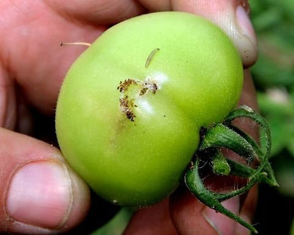 Phero Sensor Tuta Detector Pheromone Trap with Tuta absoluta Tomato Leaf Miner Pheromone Lure (100)