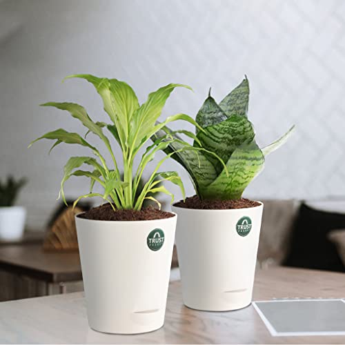 TrustBasket Snake Plant and Peace Lily with Attractive Self Watering Pot Pot | Air Purifying Indoor Live Plant for Living Room, Home Decor & Workspace use.