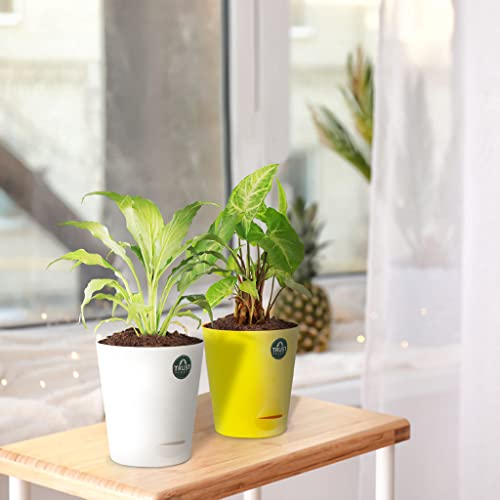 TrustBasket Peace Lily and Syngonium with Attractive Self Watering Pot Pot | Air Purifying Indoor Live Plant for Living Room, Home Decor & Workspace use.