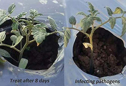 Iagrifarm Trichoderma Viride Powder - 5 Kg with (2 x 10^8 CFU per Gram) / to Control Fungui and Bacteria that Damage Crops