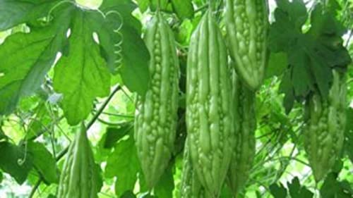 PLANTOGALLERY Vegetable Seeds | Bitter Gourd F1 Hybrid Seeds For Home Gardening (30 seeds pack)