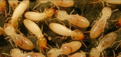 Sacdor Super Imidacloprid 100ML(IMIDACLOPRID 30.5% SC) Systematic Insecticide Control of Sucking PEST APHIDS, JASSIDS, Thrips, White Fly and TERMITES Powerful (pack of 3)
