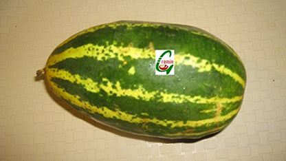 Creative Farmer Seedstores : Organic Yellow Indian Cucumber or Sambar Cucumber 20 seeds for Terrace Kitchen Gardening