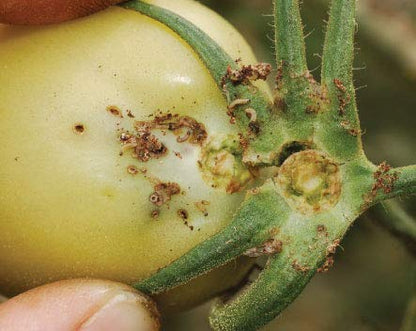 Pheromone Lure for Tomato Leaf Miner (Tuta absoluta) with Water Trap Pack of 2