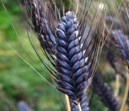 BAJ'S Presents Black Wheat | Whole Grain | Chemical Free | Gluten Free | Kaala Gehu | 1 kg