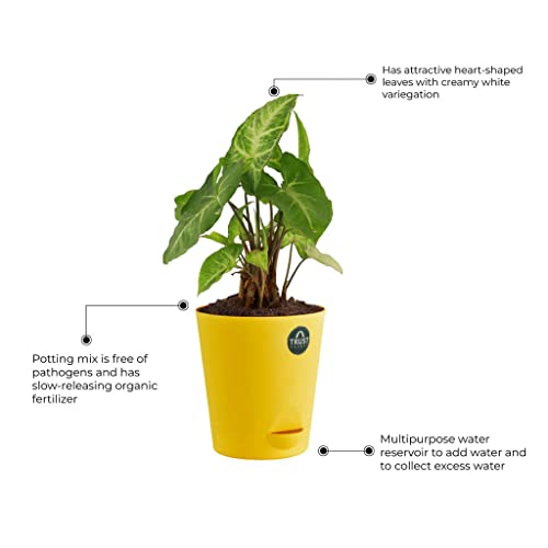 TrustBasket Snake Plant and Syngonium with Attractive Self Watering Pot Pot | Air Purifying Indoor Live Plant for Living Room, Home Decor & Workspace use.