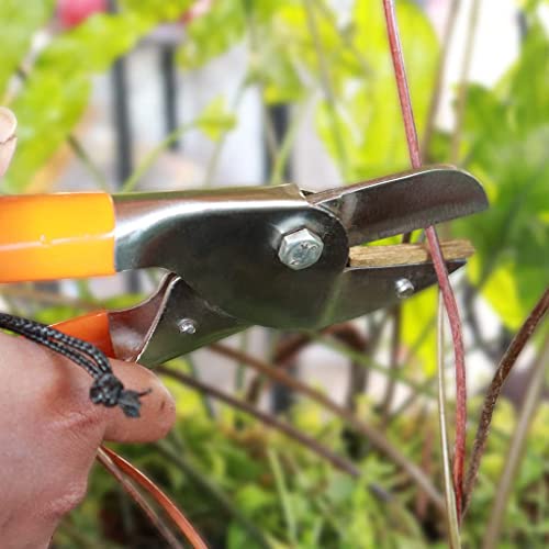 Trustbasket Premium Garden tool Royal cut Crum finish garden secateurs Pruning Shears, Pruner Less Effort Garden Clipper with Sharp Blade and Comfortable Handle