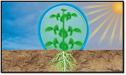 BIOZYME CROP+  Liquid Biostimulant (1000ml)