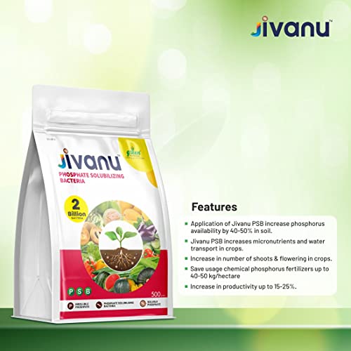 Jivanu PSB (Phosphate Solubilizing Bacteria – PSB) Bio Fertilizers For Agriculture, Garden, Soil Fertility, and Plant Nutrition. Pack of 1 (500 Grams).