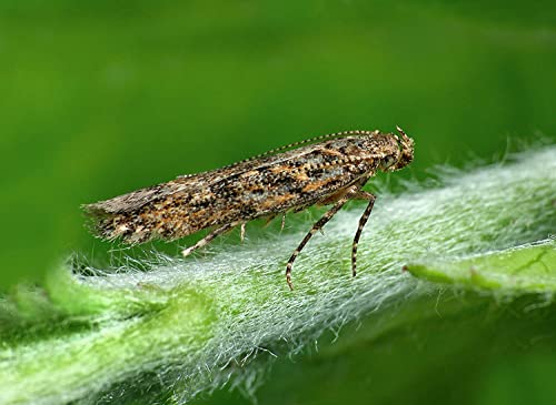 tuta absoluta adult