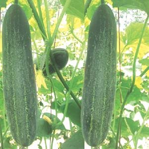 Advanta Golden Seeds Nalini Hybrid F1Cucumber seeds 10gm - Khira