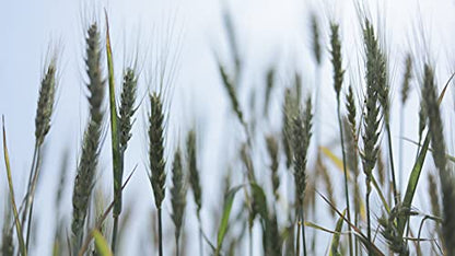 Eywa Seeds &amp; Exports Pvt Ltd सादर ऑरगॅनिक काळा गहू खाण्यासाठी आणि स्वयंपाकासाठी (2 किलो)