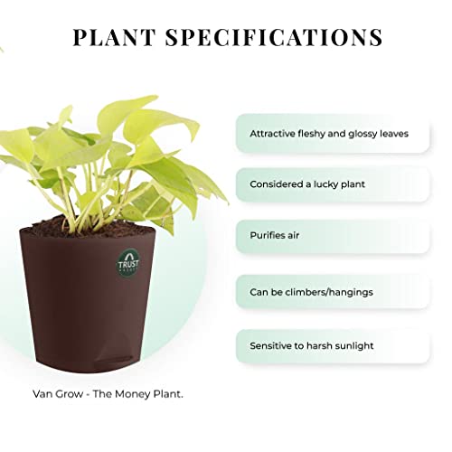 TrustBasket Money Plant and Syngonium with Attractive Self Watering Pot Pot | Air Purifying Indoor Live Plant for Living Room, Home Decor & Workspace use.