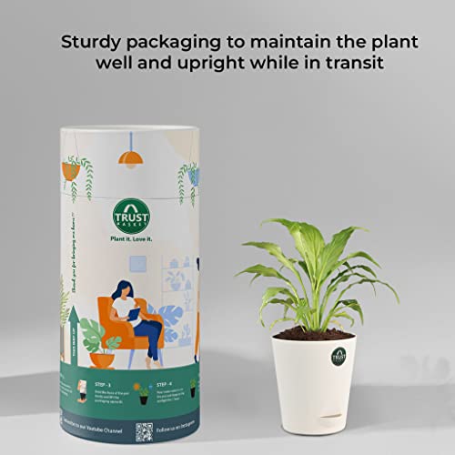 TrustBasket Snake Plant and Peace Lily with Attractive Self Watering Pot Pot | Air Purifying Indoor Live Plant for Living Room, Home Decor & Workspace use.