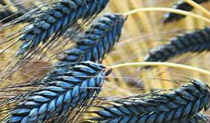 Natures Beckon Agro Black Wheat Seed Kala- Gehu Ayurvedik Wheat काला गेहूं 1kg Pack