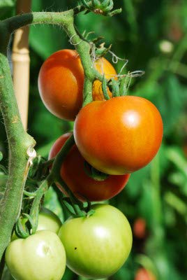 Organic Trichoderma Viride 400gm - Kerala Agro Organics