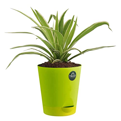 TrustBasket Spider Plant and Money Plant with Attractive Self Watering Pot Pot | Air Purifying Indoor Live Plant for Living Room, Home Decor & Workspace use.