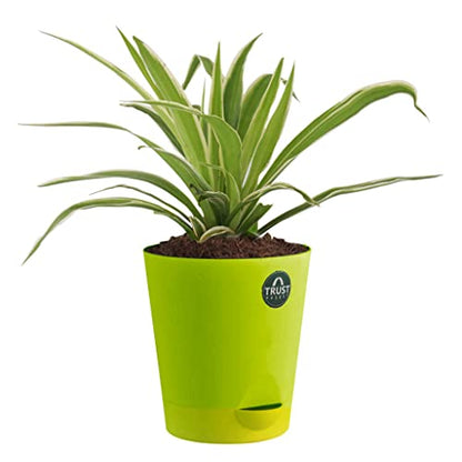 TrustBasket Spider Plant and Money Plant with Attractive Self Watering Pot Pot | Air Purifying Indoor Live Plant for Living Room, Home Decor & Workspace use.