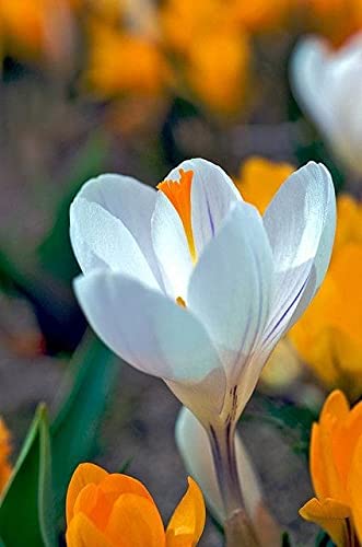 Saffron Crocus Fower Bulb