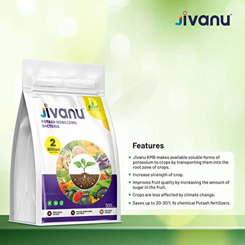 Jivanu (Potassium Solubilizing and Mobilizing Bacteria – KSB/KMB) Bio-Fertilizers (500 Gram)
