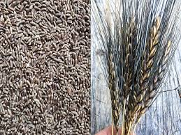 BAJ'S Presents Black Wheat | Whole Grain | Chemical Free | Gluten Free | Kaala Gehu | 1 kg