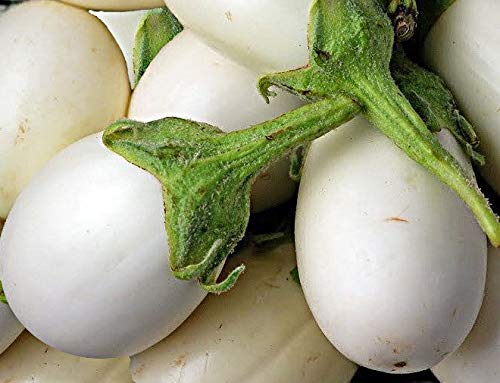 Golden Hills Farm® (AVG 500-2000) seeds WHITE ROUND BRINJAL SEEDS