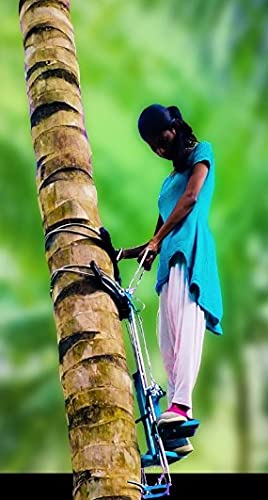 नारळाचे झाड गिर्यारोहक (TCM02)
