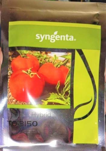 Syngenta TO-3150 Hybrid Tomato Seeds 3500SD