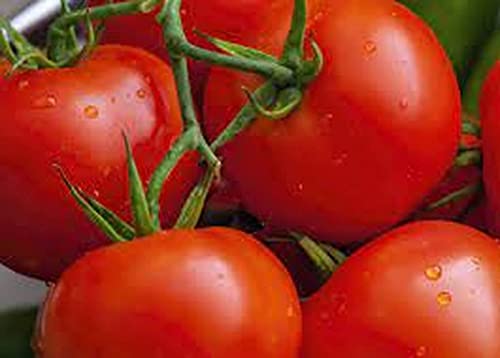 SM seeds company VEGETABLE SEEDS Traditional Tomato Seeds (1 Kg)