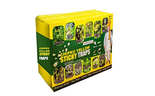 Chipku ® Yellow Non Toxic and Chemical Free Fly Trap Insect Catcher Sticky Trap Pads for Insects, Whiteflies, Aphids, Leaf Minor, Thriphs (Yellow)- 10