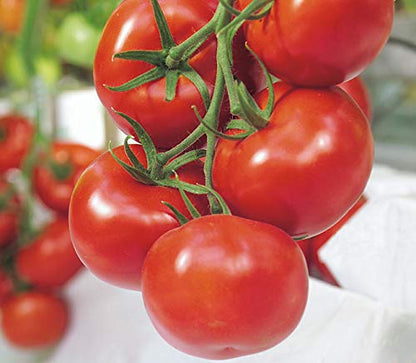 Syngenta TO-3150 Hybrid Tomato Seeds 3500SD