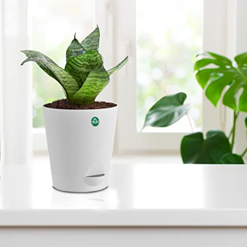 TrustBasket Snake Plant with Attractive Self Watering Pot (Assorted color pot) | Air Purifying Indoor Live Plant for living room, Home decor & Workspace use.
