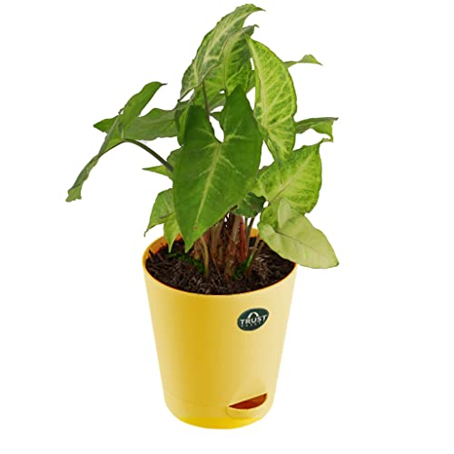 TrustBasket Peace Lily and Syngonium with Attractive Self Watering Pot Pot | Air Purifying Indoor Live Plant for Living Room, Home Decor & Workspace use.