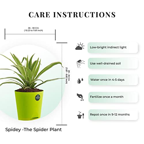 TrustBasket Spider Plant and Syngonium with Attractive Self Watering Pot Pot | Air Purifying Indoor Live Plant for Living Room, Home Decor & Workspace use.