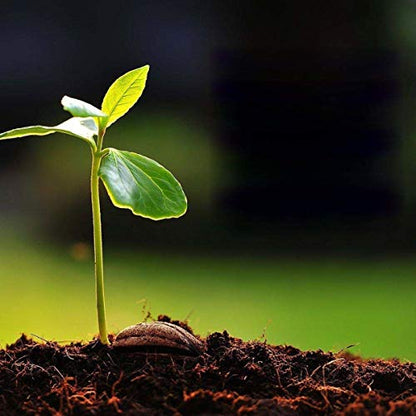 organic vegetable