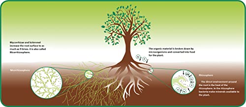 PREPLE VAM Mycorrhiza Bio-Fertilizer for Root Growth Booster Care of your Garden and Plants (30 gm)