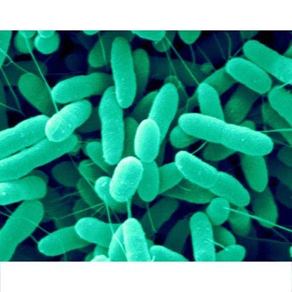 Azospirillum 500 GMS