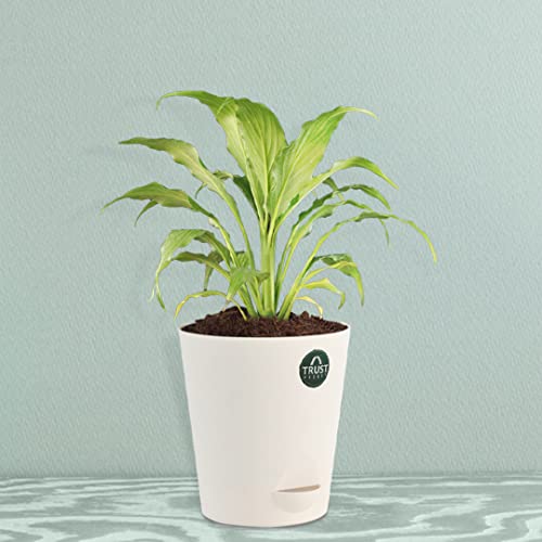 TrustBasket Peace lily Plant with Attractive Self Watering Pot (Assorted color pot) | Air Purifying Indoor Live Plant for living room, Home decor & Workspace use.