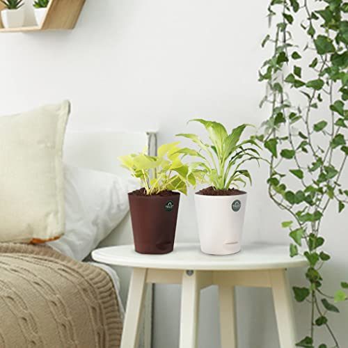 TrustBasket Money Plant and Peace Lily with Attractive Self Watering Pot Pot | Air Purifying Indoor Live Plant for Living Room, Home Decor & Workspace use.