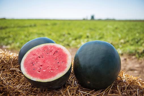 watermelon farming