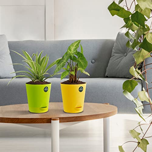 TrustBasket Spider Plant and Syngonium with Attractive Self Watering Pot Pot | Air Purifying Indoor Live Plant for Living Room, Home Decor & Workspace use.