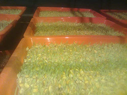 RealTrust Hydroponic Trays