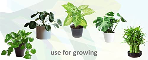 City Greens Lucky Bamboo & Money Plant Nutrient - Liquid Fertilizer for Aquatic or Water Plant (ZZ Plant, Syngonium, Chinese Money Plant) - 30ml bottle.