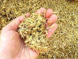 SDF INDIA Rice Husk for Gardening (5KG)