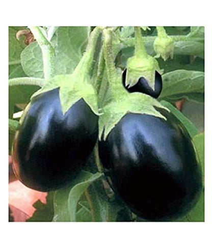 Plantogallery® F1 हाइब्रिड बैंगन गोल बीज, छोटा पैक