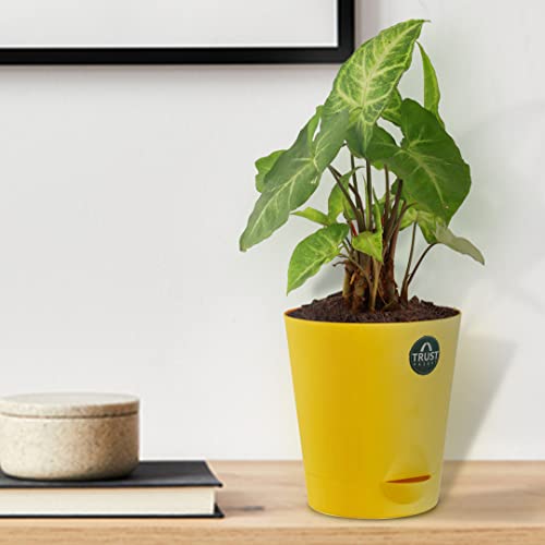 TrustBasket Syngonium Plant with Attractive Self Watering Pot (Assorted color pot) | Air Purifying Indoor Live Plant for living room, Home decor & Workspace use.