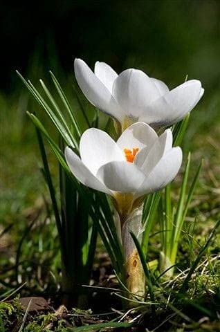 Saffron Crocus Fower Bulb