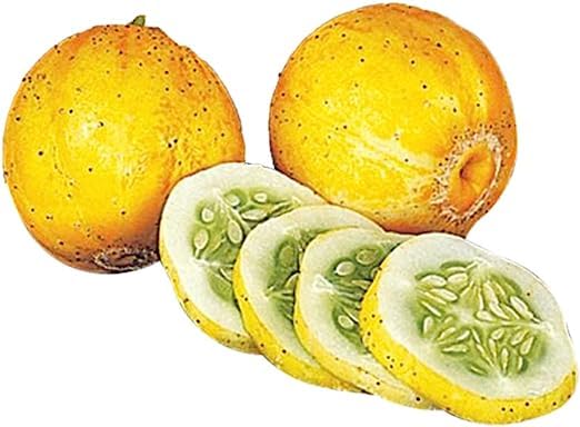 DIOART™PUSA-ऑर्गेनिक सभी मौसमों में नींबू ककड़ी के बीज-80 बीज-CC-0A374